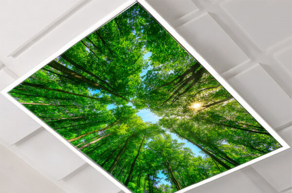 Lumaroom_quadratisch_Waldlichtung.jpg