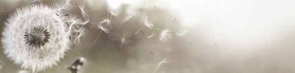 Pusteblume_240x60.jpg